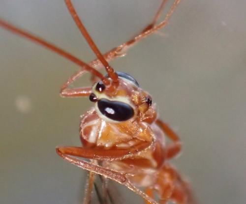 Réf. 219 637 : Ophion obscuratus